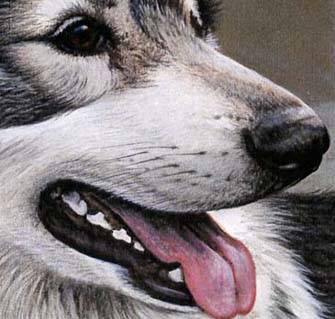 Part Wolf
