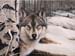 Wolf 3