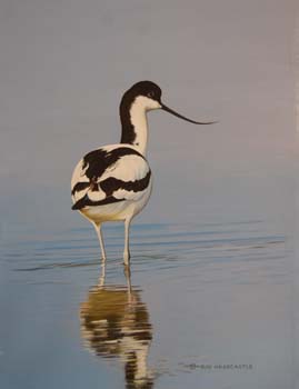 Avocet