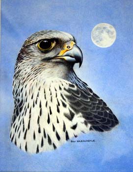 Gyrfalcon
