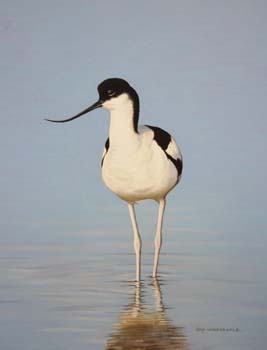 Avocet 2