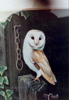 Barn Owl 1