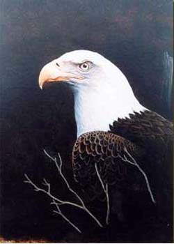 Bald Eagle