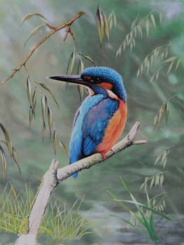 Kingfisher 2