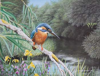 Kingfisher 3