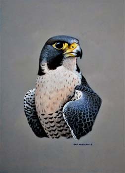 Peregrine
