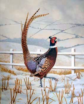 Pheasant