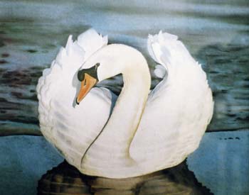 Swan