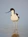Avocet 2 Avocet 2
