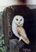 Barn Owl 1 Barn Owl 1