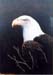 Bald Eagle Bald Eagle