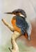 Kingfisher 1 Kingfisher 1