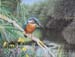 Kingfisher 3 Kingfisher 3