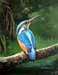 kingfisher 4