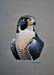Peregrine Peregrine