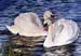 Swans Swans
