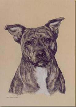 Staffordshire Bull Terrier