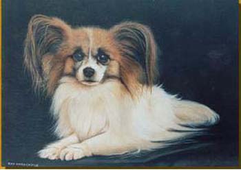 Papillon