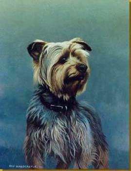 Yorkshire Terrier
