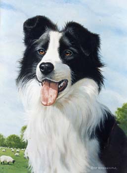 Collie