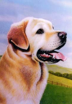 Labrador