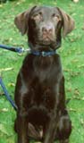 brown labrador pup photo