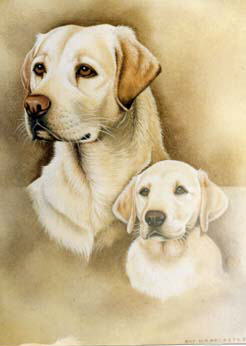 Labradors