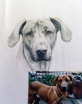 ridgeback