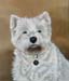West Highland White Terrier