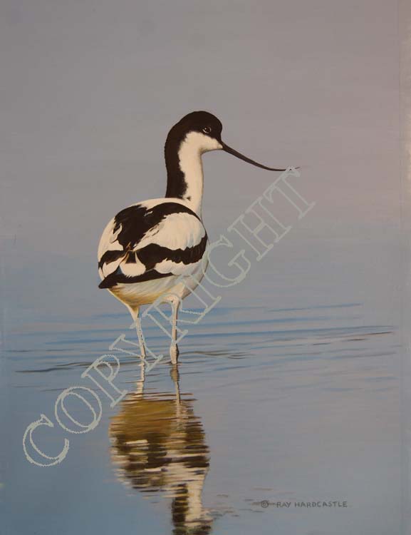 Avocet