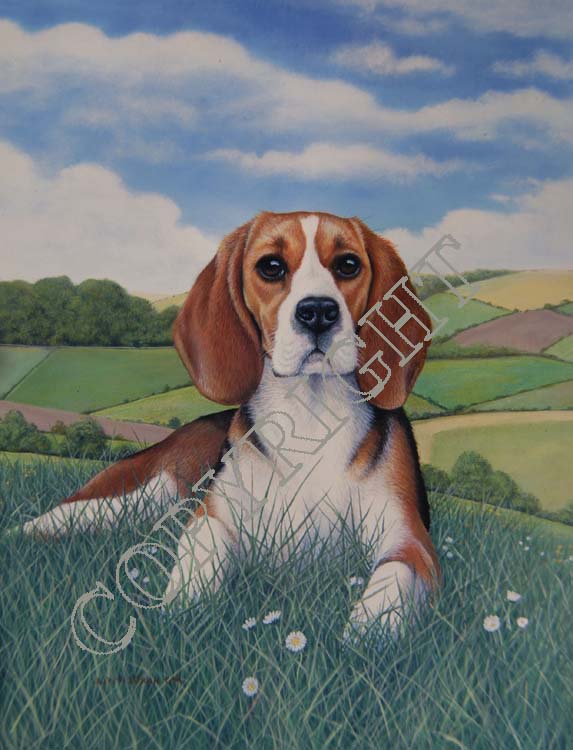 Beagle