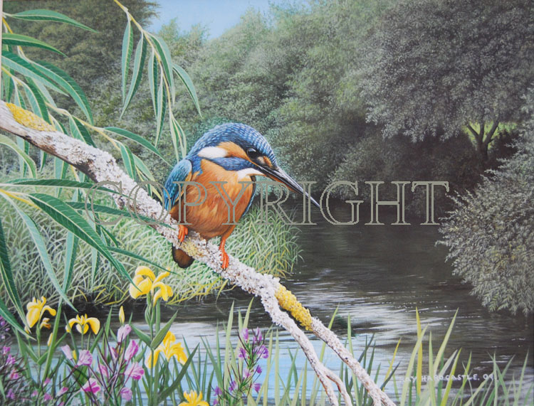 Kingfisher 3