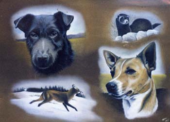 Terriers & Fox & Pole Cat