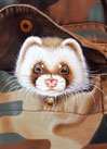 Ferrets