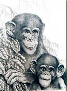 Chimpanzees