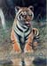 Tiger Cub Tiger Cub