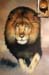 Lion With Thumbnail Copy